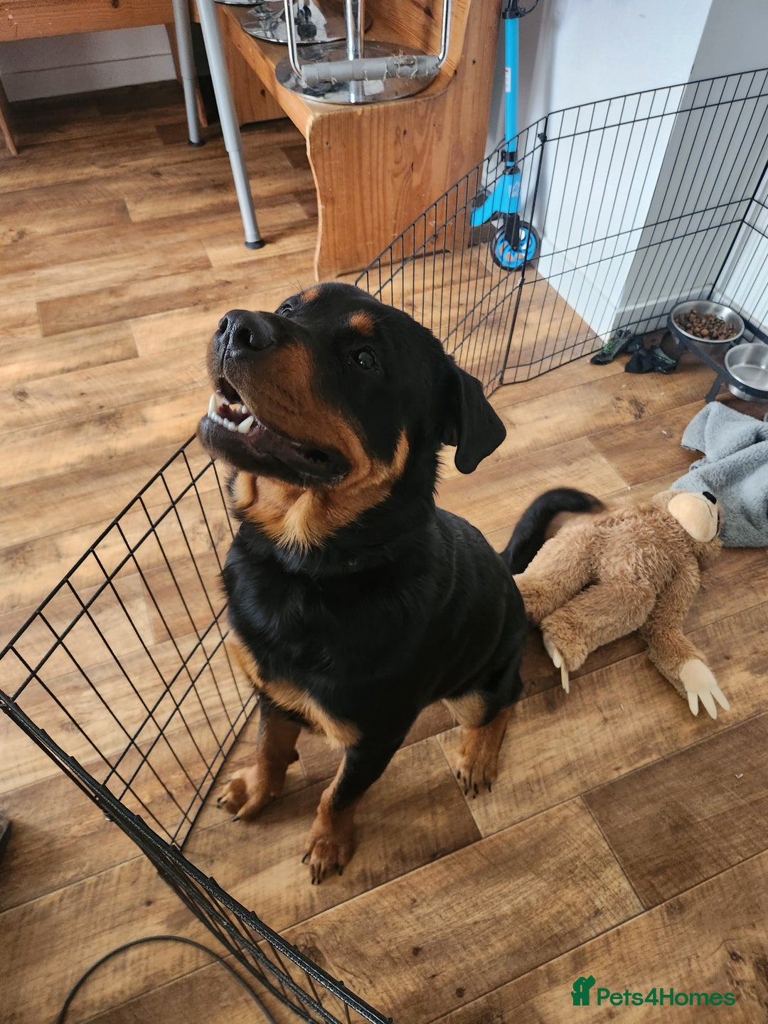 Rottweiler dogs for sale: 8 month old Rottweiler  - Image 9