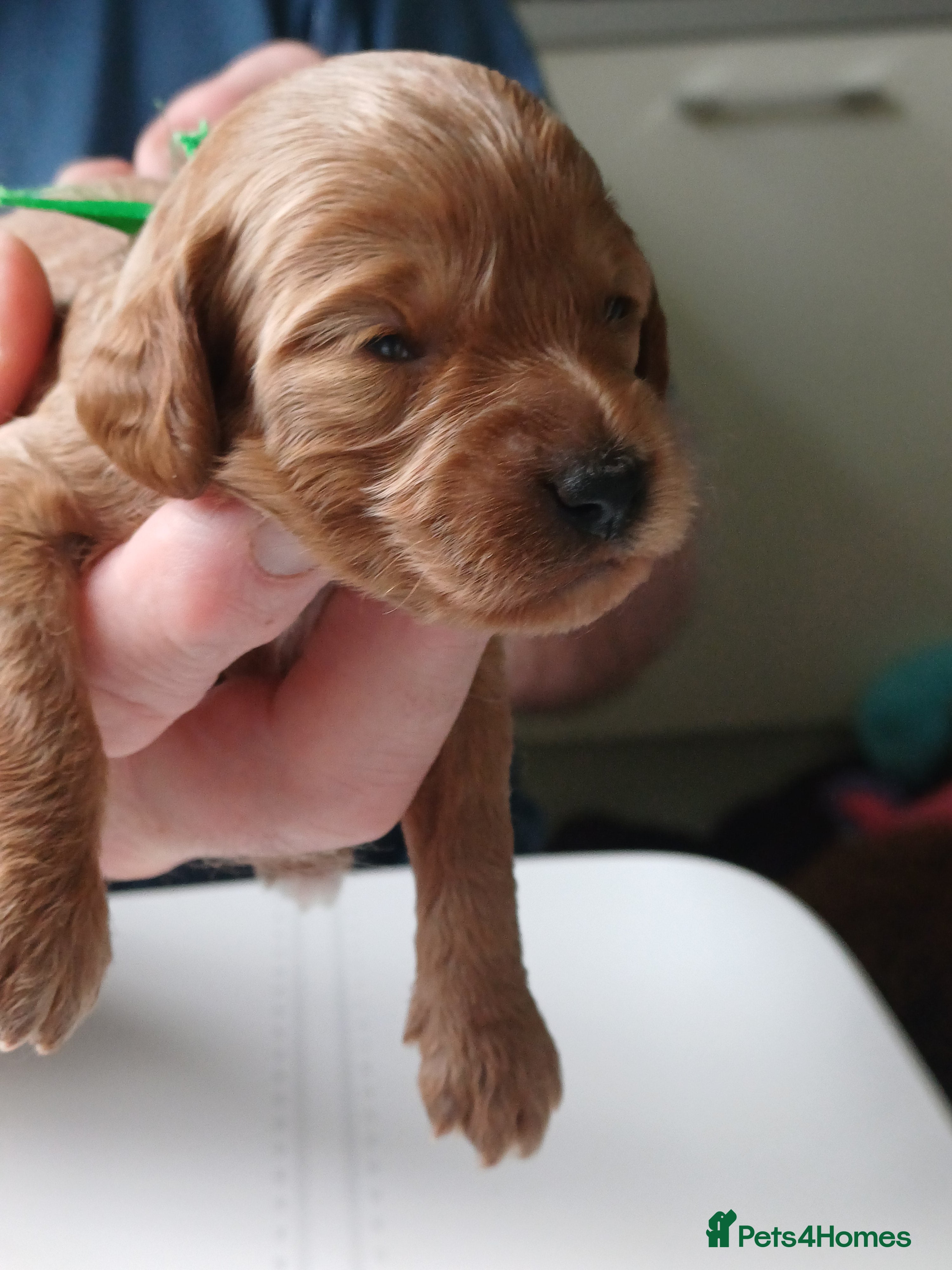 Cavapoo dogs Heslth-Tested Cavapoos-Raised with ENS & ESI   - Advert 2