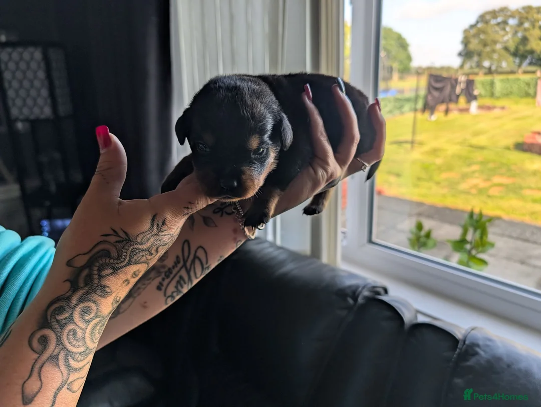Rottweiler dogs for sale: Rottweiler puppy's *KC reg* German rottweilers  - Advert 20