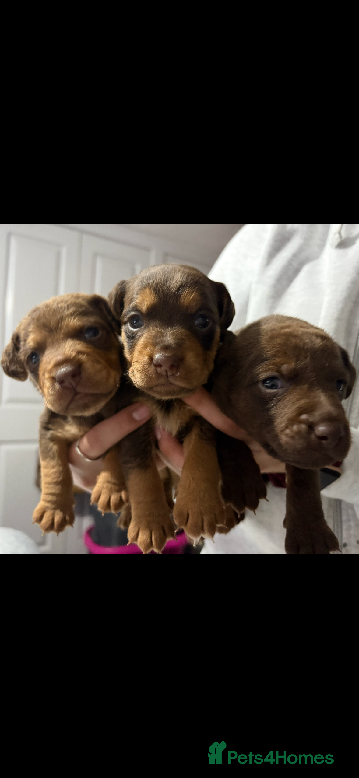 Patterdale Terrier dogs Beautiful Patterdale pups - Advert 12