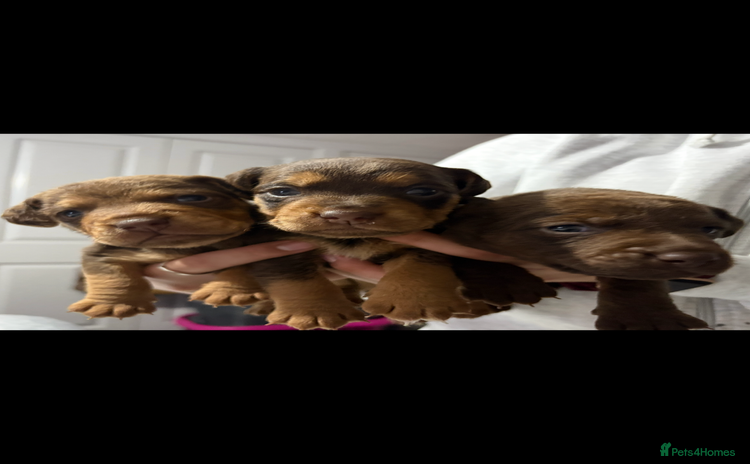 Patterdale Terrier dogs Beautiful Patterdale pups - Advert 4