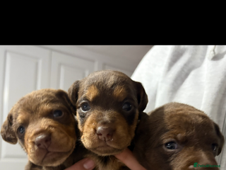 Patterdale Terrier dogs Beautiful Patterdale pups - Advert 4