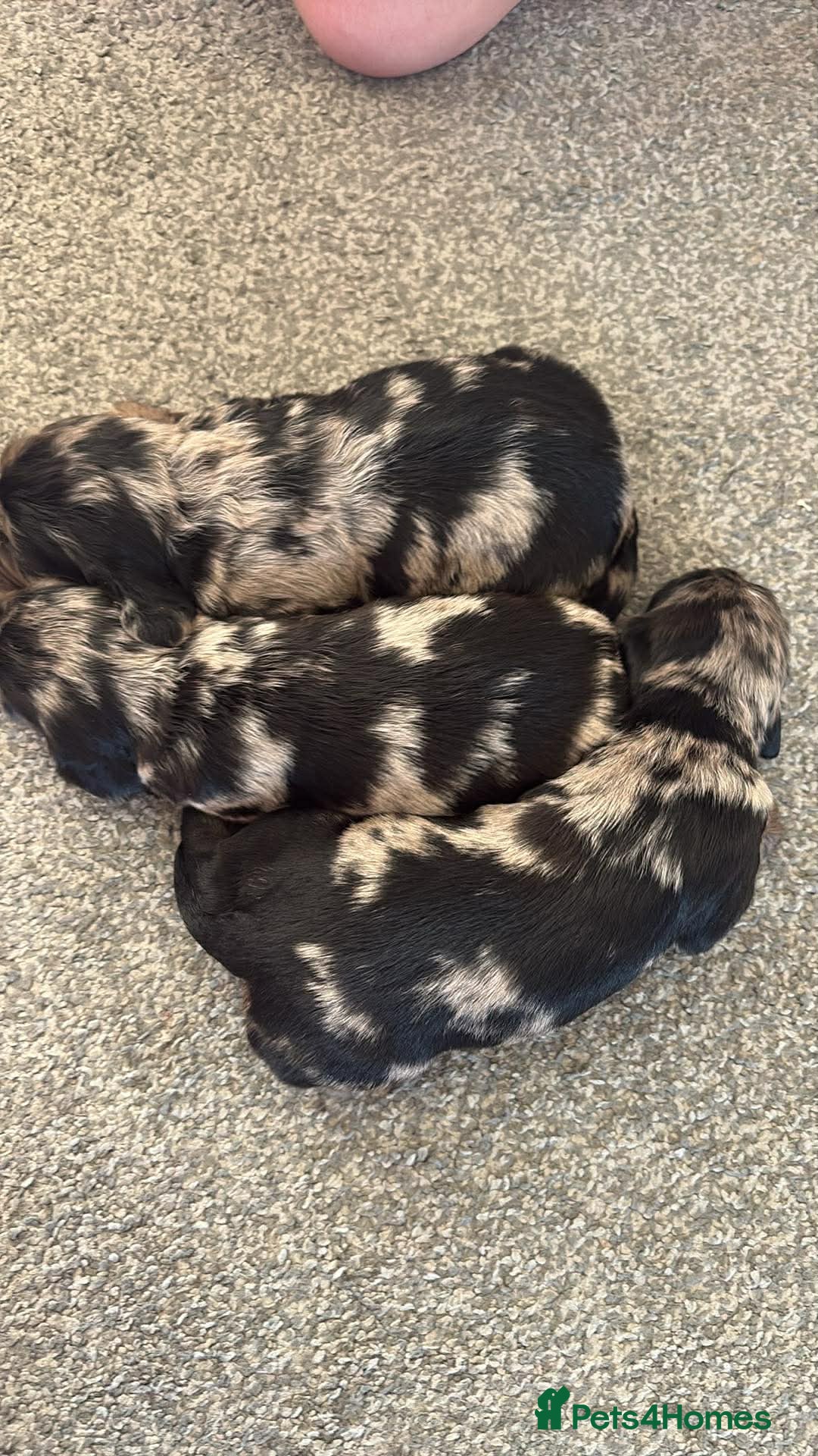 Cocker Spaniel dogs Cocker spaniel pups - Advert 2