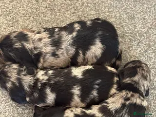 Cocker Spaniel dogs Cocker spaniel pups - Advert 2