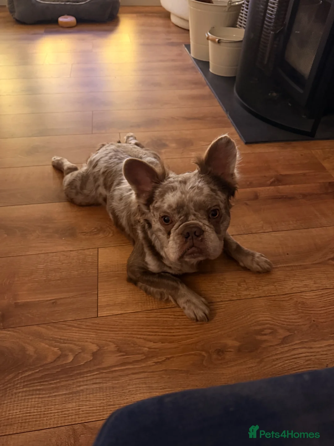 French Bulldog dogs for sale: Nearly 3yr old male fluffy Frenchie - rehoming - Advert 1