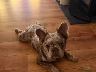 French Bulldog dogs Nearly 3yr old male fluffy Frenchie - rehoming - Advert 8