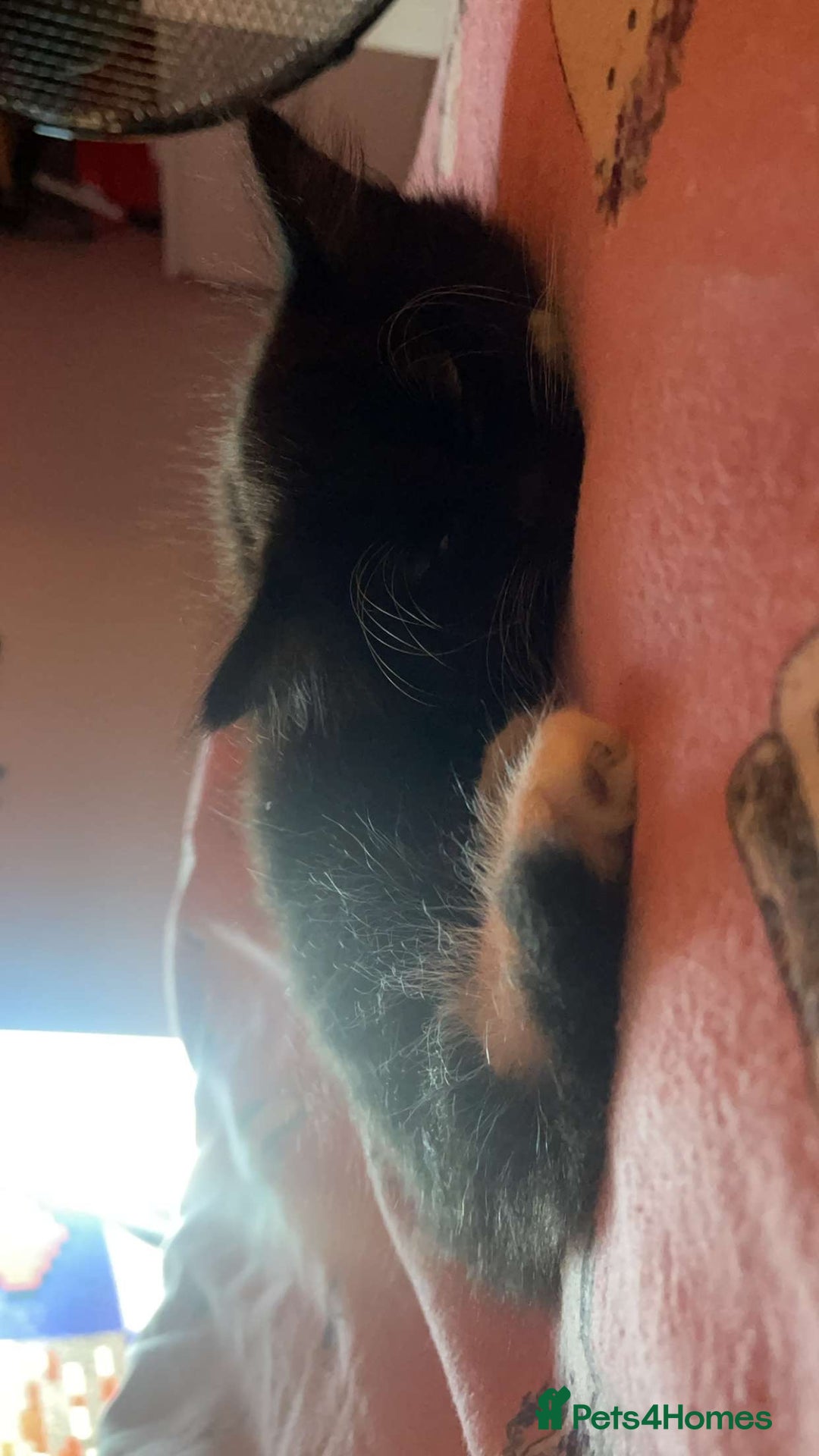 Mixed Breed cats for sale: 3 kittens waiting for a happy home - Advert 13