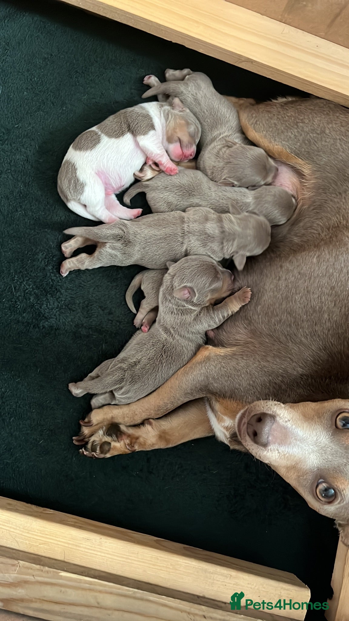 Jack Russell dogs Beautiful litter of lilac jack Russell’s  - Advert 1