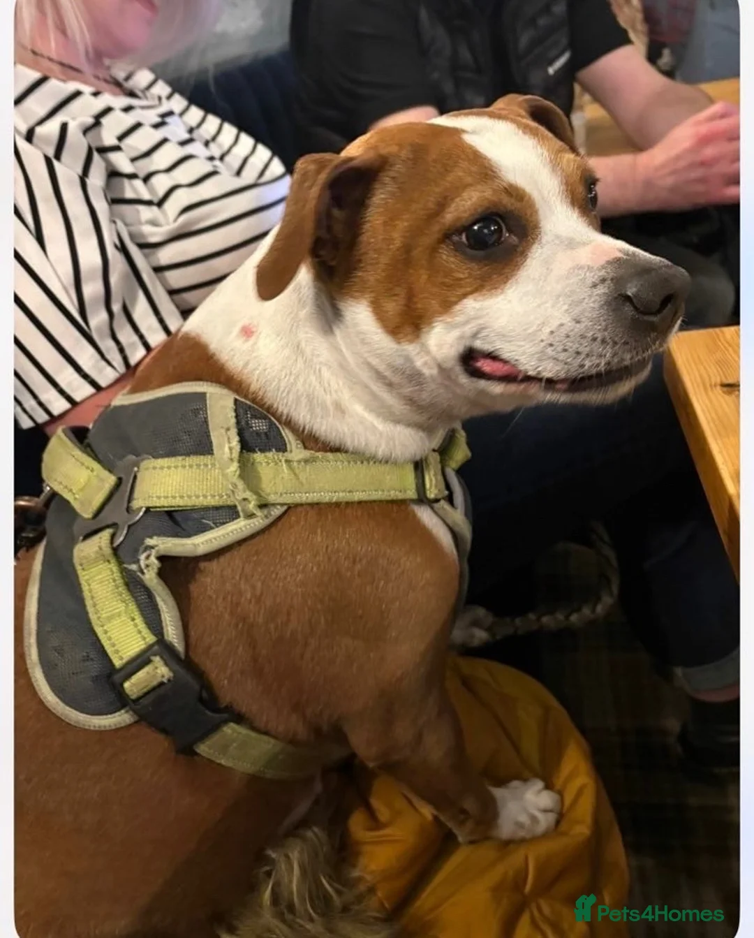 Staffordshire Bull Terrier dogs for sale: Jasmine in Chesterfield - Advert 2