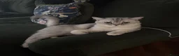 Scottish Fold cats for sale: Scottish longhair & Scottish Tabby kitten  - Advert 5