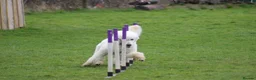 Standard Poodle dogs for stud: White Standard Poodle For Stud - Advert 6