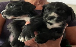 Cocker Spaniel dogs for sale: KC REG FIELD TRIAL SIRED COCKER SPANIEL PUPPIES  - Image 3
