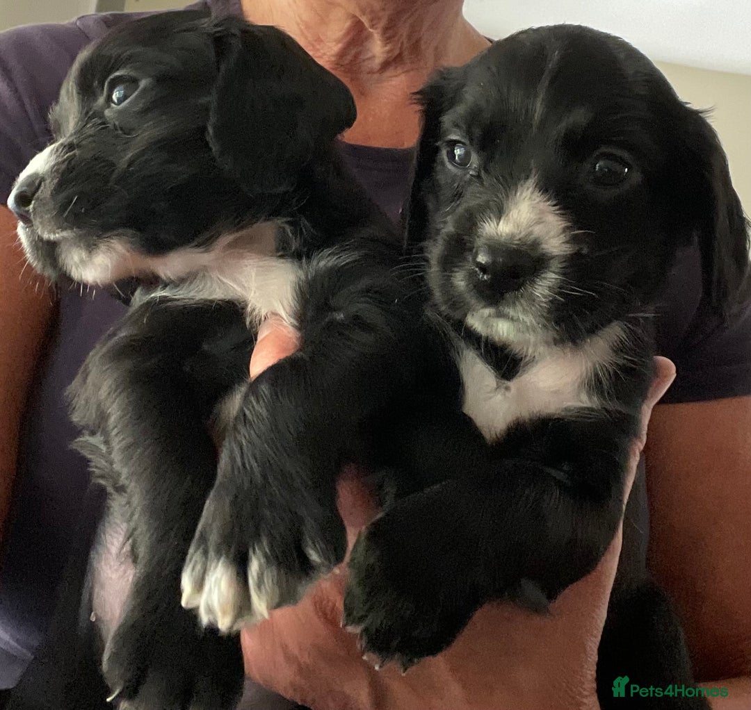 Cocker Spaniel dogs for sale: KC REG FIELD TRIAL SIRED COCKER SPANIEL PUPPIES  - Image 3