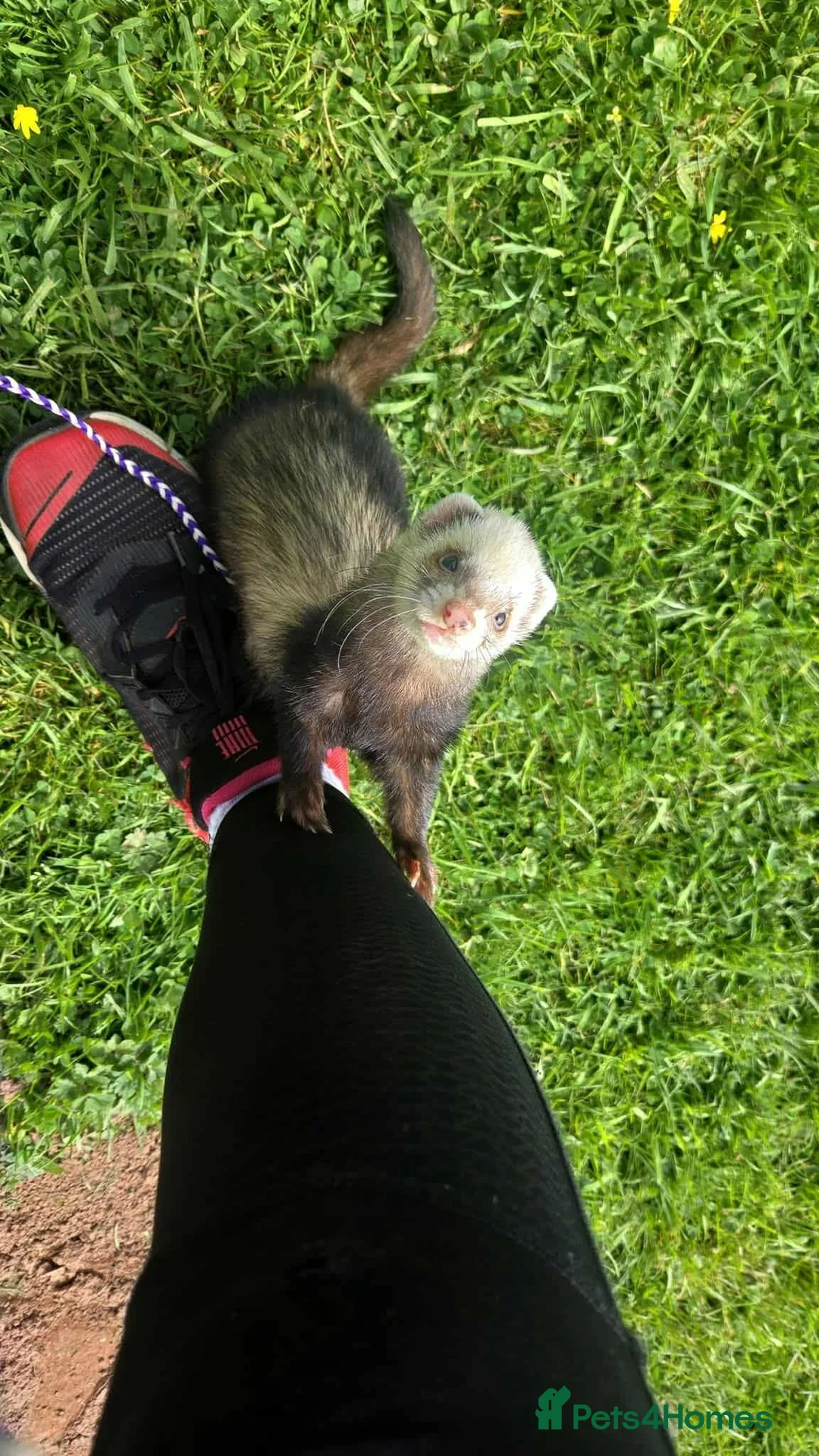 Ferret rodents for sale: One female ferret with cage (area pembrokeshire) in Pembroke Dock - Advert 1