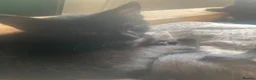 Domestic Shorthair cats for sale: 6 beautiful kittens is ready to go - Advert 22