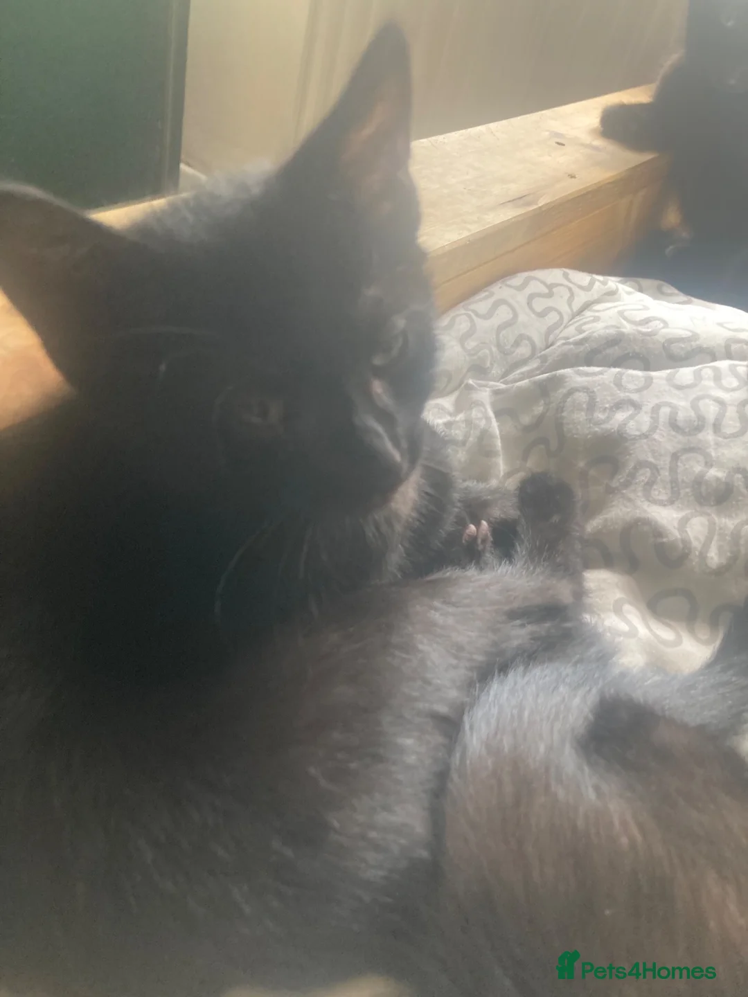 Domestic Shorthair cats for sale: 6 beautiful kittens is ready to go - Advert 22