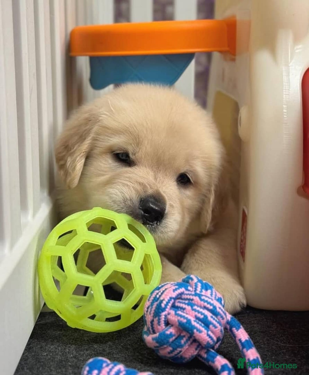 Golden Retriever dogs for sale: Sweet golden retriever puppies  - Image 6