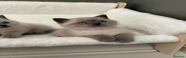 British Shorthair Kitten 1