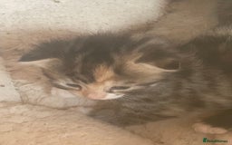 Bengal cats for sale: Part bengal kittens  - Image 12