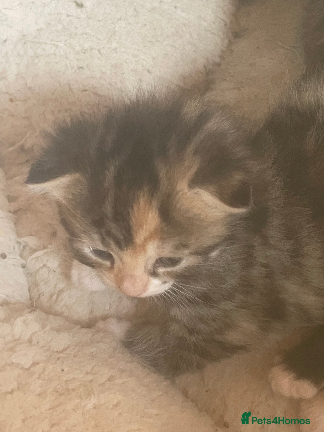 Bengal cats for sale: Part bengal kittens  - Image 12