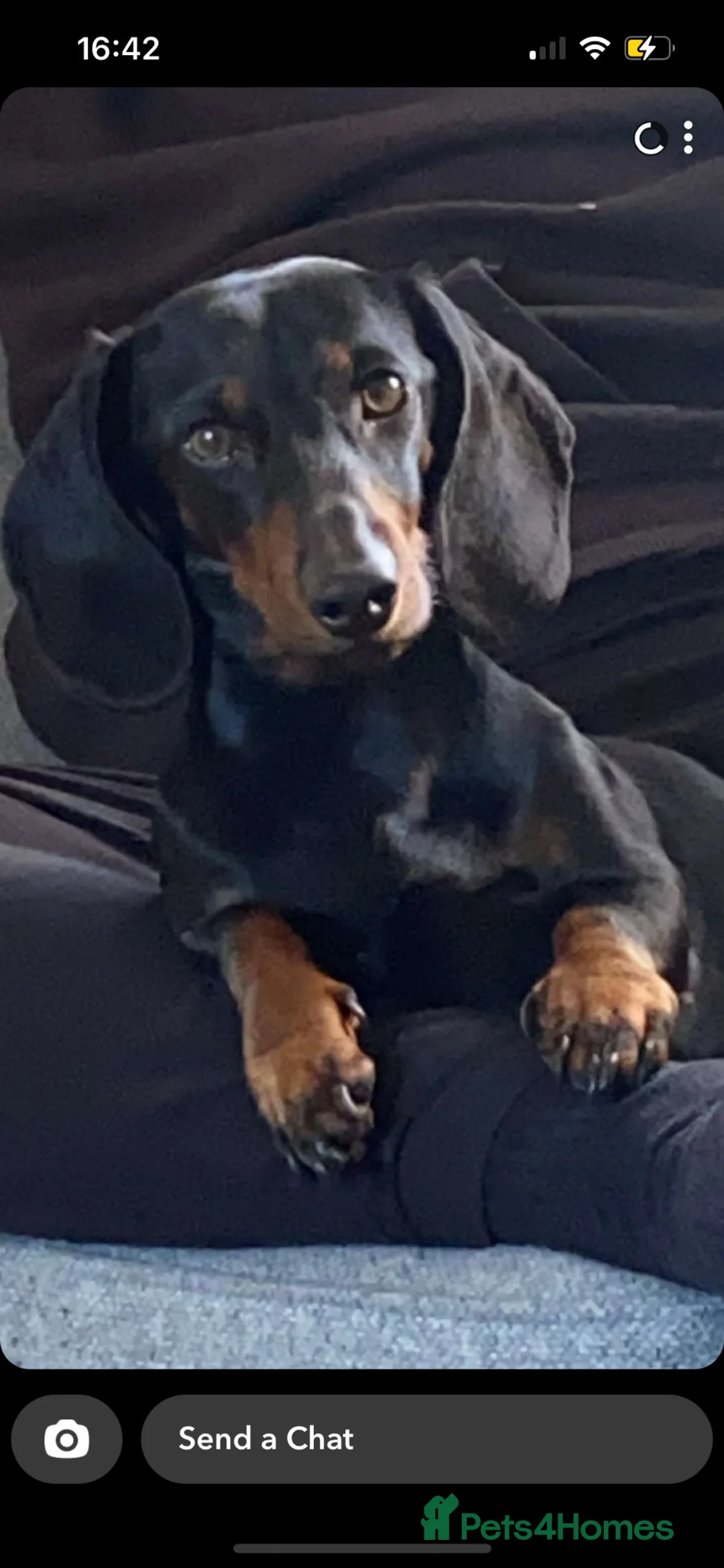 Miniature Dachshund dogs for sale: Rehoming due to change in circumstances  in Cardiff - Advert 10