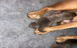 Staffordshire Bull Terrier dogs for sale: Beautiful blue staff puppies for sale  - Image 2