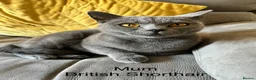 British Shorthair cats for sale: British Shorthair Cross Kittens  - Advert 9