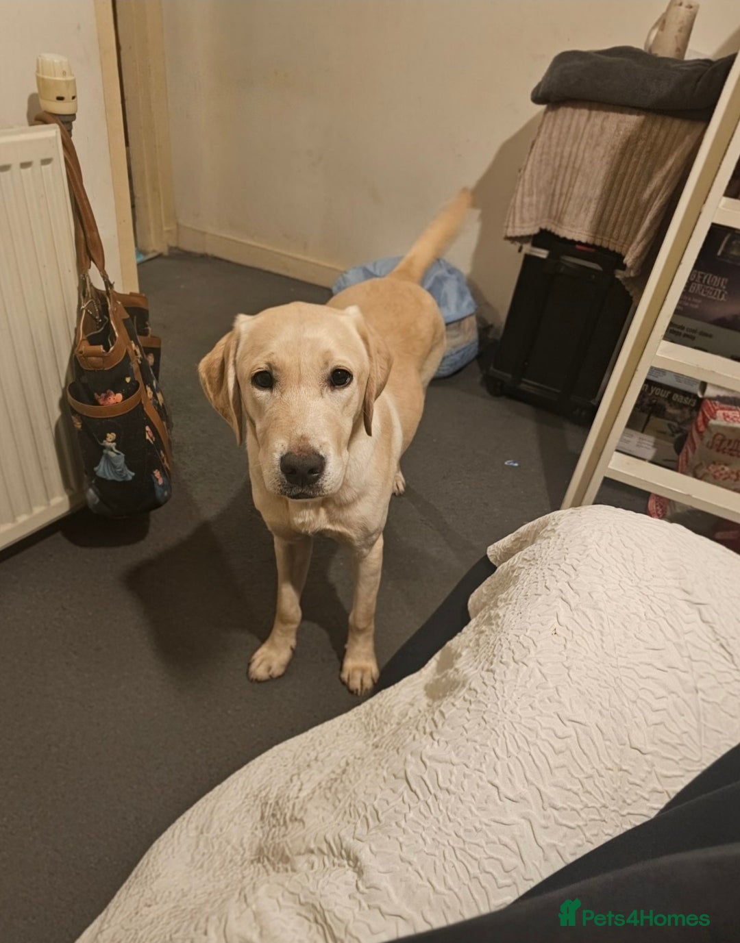 Labrador Retriever dogs for sale: Labrador 15month old female - Advert 3