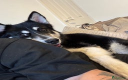 Mixed Breed dogs for sale: Meet Sparks - Image 13