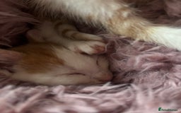 Mixed Breed cats for sale: Ginger kittens, tri colour calico black and white  - Image 2