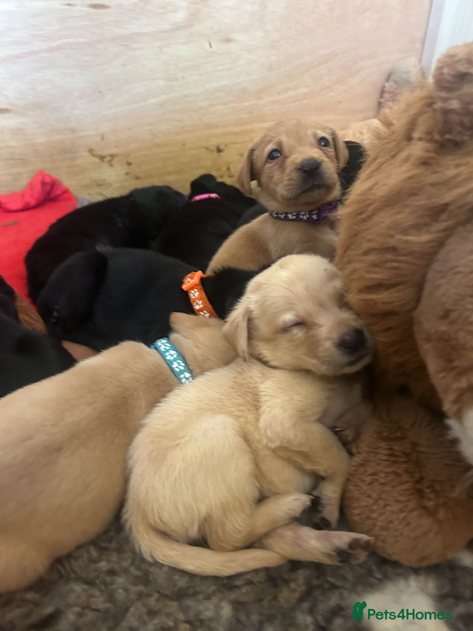 Labrador Retriever dogs READY 11TH JULY KC REG BLACK AND YELLOW LABRADORS - Advert 1