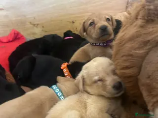 Labrador Retriever dogs for sale: READY 11TH JULY KC REG BLACK AND YELLOW LABRADORS - Advert 1