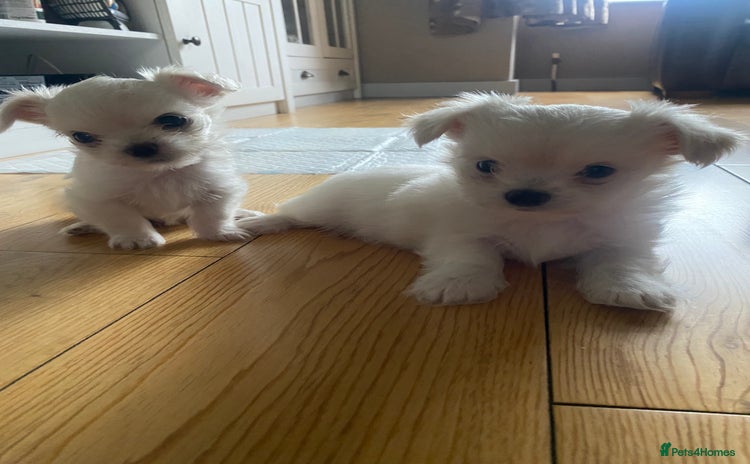 Chihuahua dogs - Advert 4