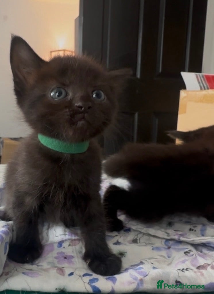Bombay cats Bombay cross kittens  - Advert 1