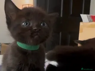 Bombay cats Bombay cross kittens - Advert 1