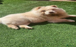 Chow Chow dogs for sale: Rare Chow chow puppies - Image 4
