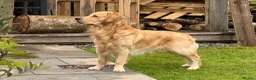 Golden Retriever dogs for stud: Dexx’s looking for a partner - Advert 2