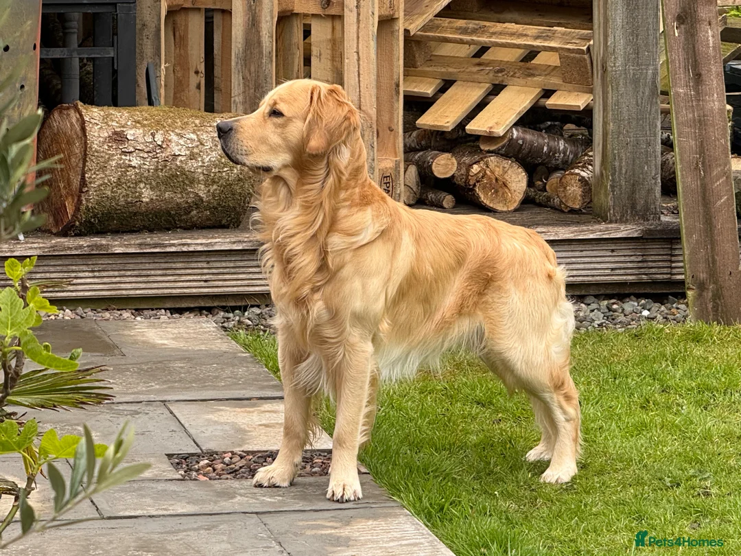 Golden Retriever dogs for stud: Dexx’s looking for a partner - Advert 2