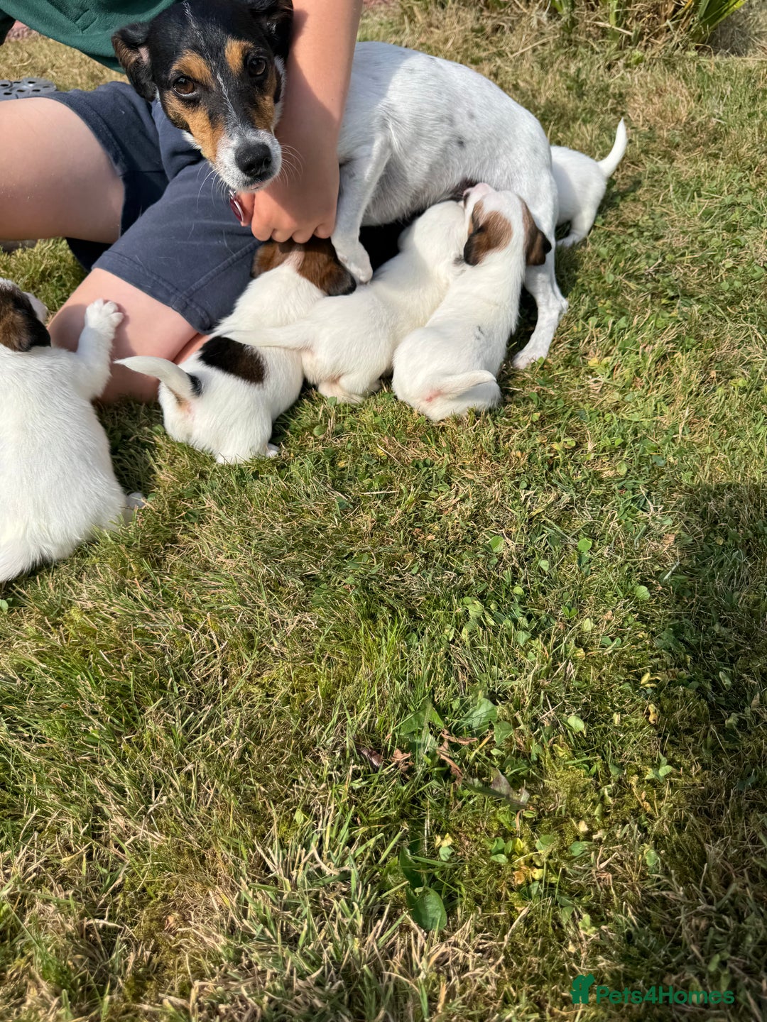 Jack Russell dogs for sale: Pedigree Jack Russell Puppies  - Image 10