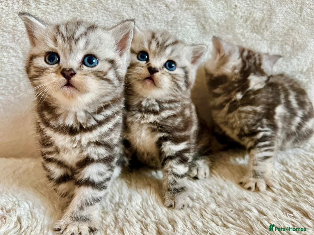 British Shorthair cats for sale: GCCF Rare Show Quality BSH Silver Tabby Kittens  - Advert 1