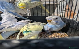 Budgerigars birds for sale: Baby budgies and starter cage  - Image 17