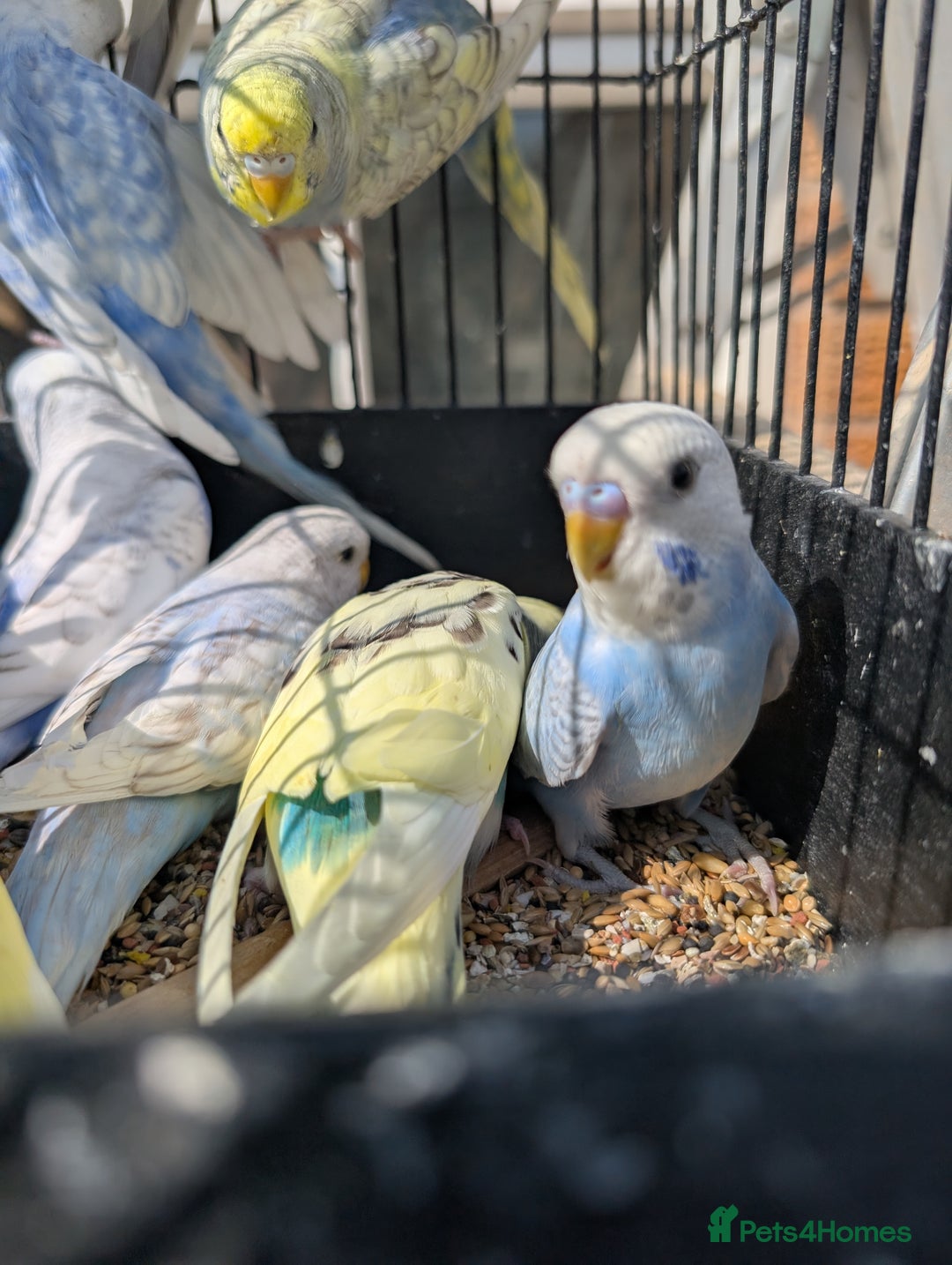 Budgerigars birds for sale: Baby budgies and starter cage  - Image 17