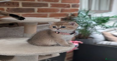 Scottish Fold cats - Advert 10