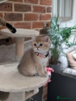 Scottish Fold cats - Advert 10