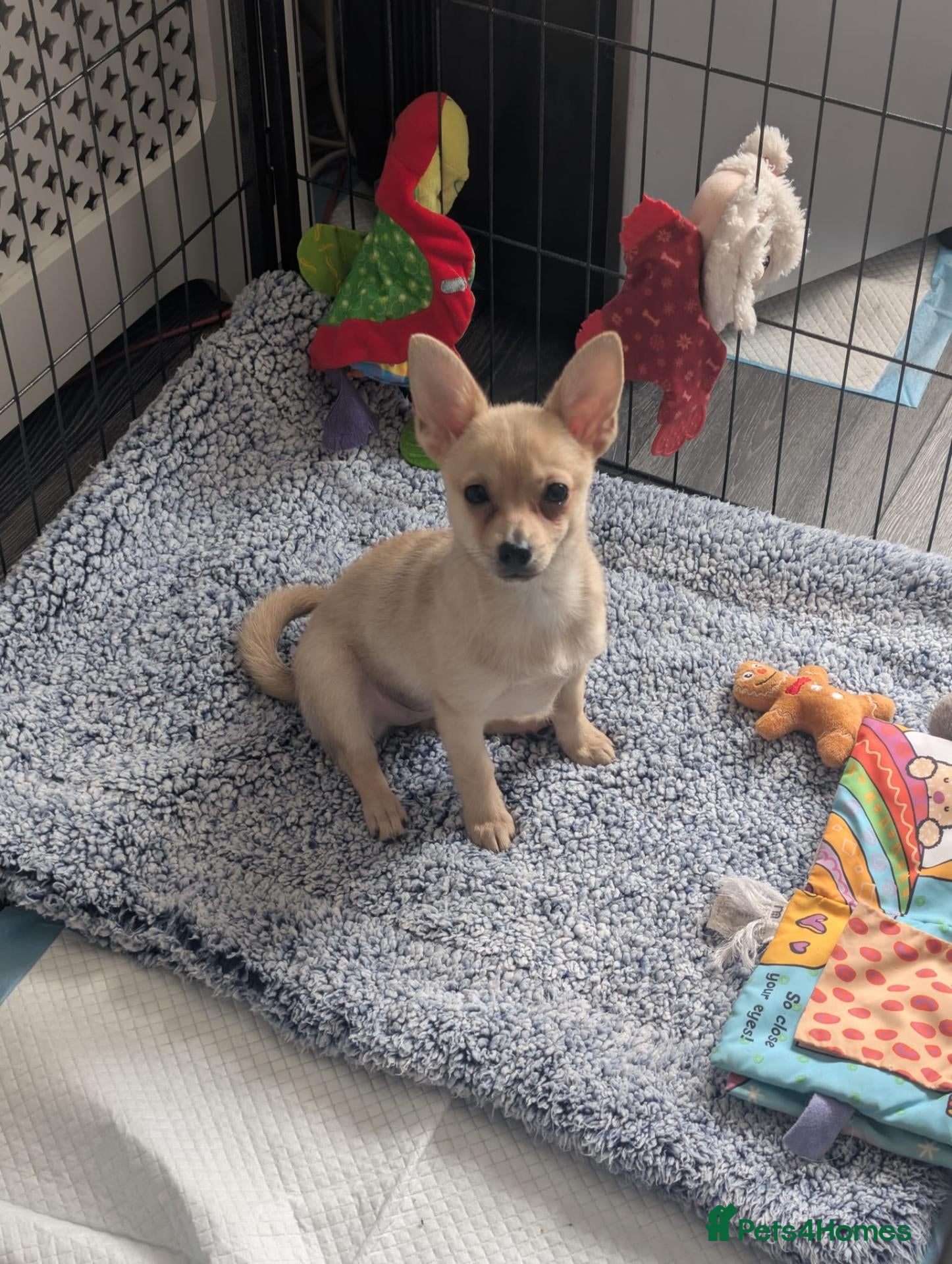 Mixed Breed dogs Chihuahua x Pomeranian spitz puppy  - Advert 21