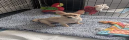 Mixed Breed dogs for sale: Chihuahua x Pomeranian spitz puppy  - Advert 1