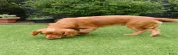 Cocker Spaniel dogs for stud: KC registered Working Cocker Spaniel. in Consett - Advert 5