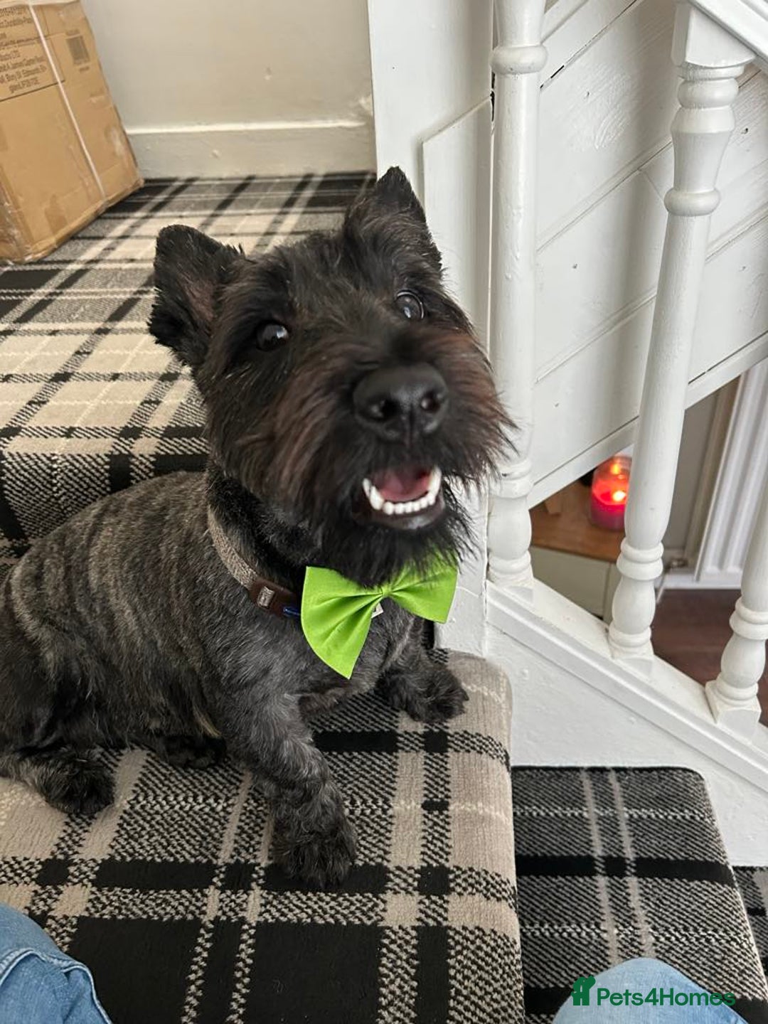 Scottish Terrier dogs for sale: Scottish terrier puppies 3 Brindle girls  - Advert 2