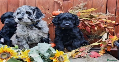Goldendoodle dogs - Advert 13