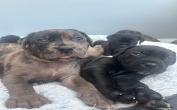 Mixed Breed dogs for sale: mastiff pups🐾 - Advert 3